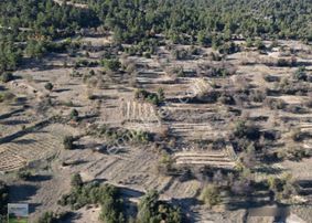 Afyon Dazkırında Hazır Ekili Gül Bahçesi 2.046 M2