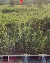 Urla Torasan Cadde'ye Devlet Hastanesine Yakın 4.981 M2 Tarla