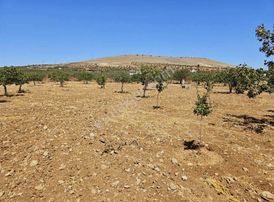 Esemkulu'da İster 1/2 İster Tamamı Satılık Fıstıklık