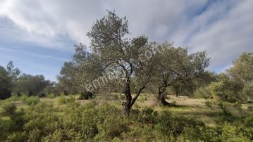 Burhaniye Ağacık Mahallesinde Satılık 23.312 M2 Zeytinlik