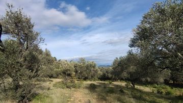 Burhaniye Ağacık Mahallesinde Satılık 23.312 M2 Zeytinlik