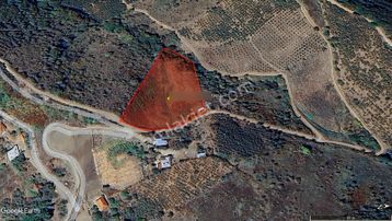 271-9.377 M2 Konteynırlı Satılık Bakımlı Uygun Fındık Bahçesi