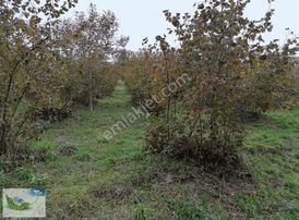 Bulut Emlak Uğurluda Satılık 3000 M2 Fındık Bahçesi