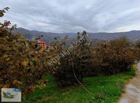 Bulut Emlak Uğurluda Satılık 3000 M2 Fındık Bahçesi