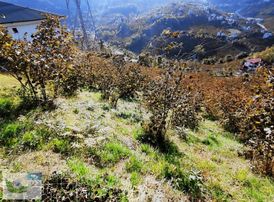 Bulut Emlak Uğurluda Satılık 1364 M2 Fındık Bahçesi