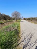 Çerkezköy Yol Kenarı Elektrikli Sulu 10.400m2 Zeytinlik