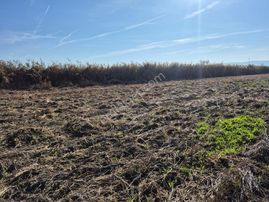 Erkan Anbar Dan Satılık Tarla Suluova