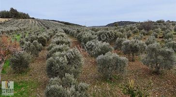 Seğirdim' De Satılık Zeytinlik