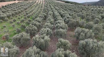 Seğirdim' De Satılık Zeytinlik