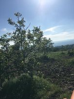 Akhisar Doğankaya Köyünde Ceviz Ve Badem Ağaçlı Tarla