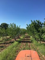 Akhisar Doğankaya Köyünde Ceviz Ve Badem Ağaçlı Tarla