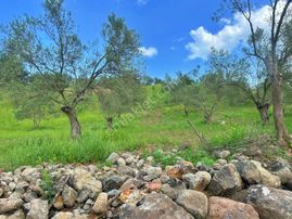 Uytun'dan Havran'da Yola Cepheli 5 Dönüm Üzeri Fırsat Zeytinlik!