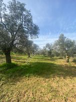 Karaağaç Satılık Zeytinlik