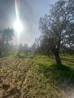 Karaağaç Satılık Zeytinlik