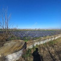 Edis Emlak'tan Bafra Üçpınarda Satılık 3 Ev Yaplabilir Tarla