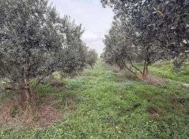 Pek Emlaktan 180 Adet Ağaçlı Satılık Zeytin Bahçesi