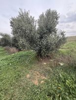 Pek Emlaktan 180 Adet Ağaçlı Satılık Zeytin Bahçesi