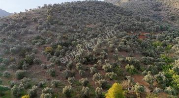 Pek Emlaktan Başköyde 11500 M2 Asfalt Kenarı Satılık Zeytinlik