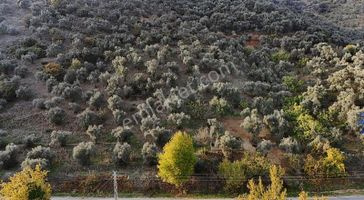 Pek Emlaktan Başköyde 11500 M2 Asfalt Kenarı Satılık Zeytinlik