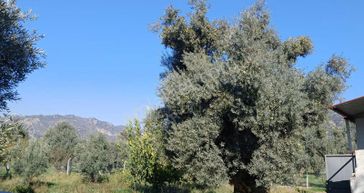 Karabağ'da Muhteşem İncir- Zeytin Bahçesi