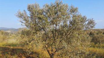 Turpa Heykel'den Salihli Kurttutanda Emsallerinin Altında Tarla