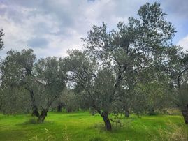 İlçe Merkezine Yakın 850 M2 Satılık Zeytin Bahçesi