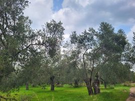 İlçe Merkezine Yakın 850 M2 Satılık Zeytin Bahçesi