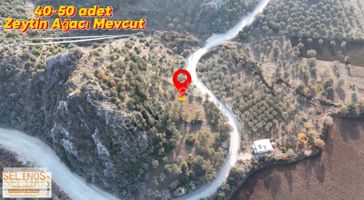 Karahıdırlı Mahallesinde 3000 M2 Müstakil Parsel Zeytinlik