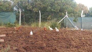 Sahibinden Satılık Her Şeyi Hazır Hobi Bahçesi