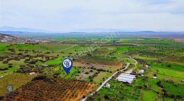 Foça Yenibağarasında Satılık 3 Dönüm Tarla