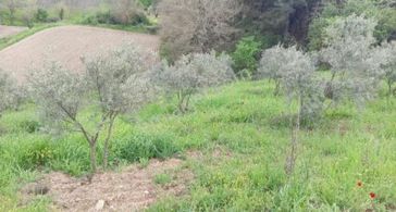 Muğla Menteşe Çamoluk'da Satılık Köyiçi İmarlı 2 Parsel