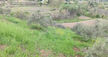 Muğla Menteşe Çamoluk'da Satılık Köyiçi İmarlı 2 Parsel