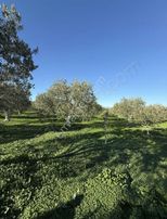 Yorulmaz Gayrimenkulde Zeytinlik