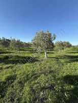 Yorulmaz Gayrimenkulde Zeytinlik