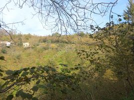 Doğuş Gayrimenkul Arsin Gölcük Te Satılık Fındık Bahçesi