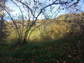 Doğuş Gayrimenkul Arsin Gölcük Te Satılık Fındık Bahçesi