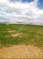 Sahibinden Satılık Kelepir Tarla