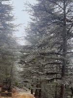 Kaş Hacıoğlanda Orman İçinde 500 M² Yatırım Fırsatı!