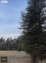 Kaş Hacıoğlanda Orman İçinde 500 M² Yatırım Fırsatı!