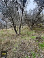 Küçükkuyu Tariş Yakını Resmi Yola Cephe Zeytinlik