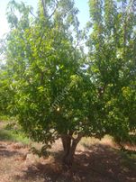 İzmir Kemalpaşa Armutlu Hürriyet'te 5.856 M2 Kiraz Zeytin Bağı. Daire Takaslı. Açıklamayı Okuyunuz.