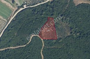 |bursa| Ormanın İçinde Deniz Manzaralı Emsali Bulunamayacak Zeytinlik