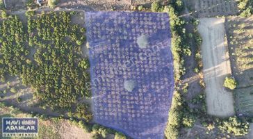 İnegöl Çitli Mahallesinde Harika Müstakil Tapu Şeftali Bahçesi