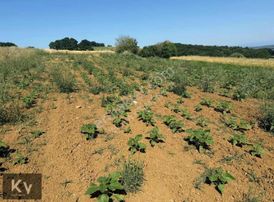 Kv Gayrimenkul'den Adapazarı Örentepe'de 1182 M² Satılık Tarla