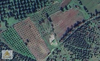 Zeytindağ'da 5250 M2 Satılık Zeytinlik