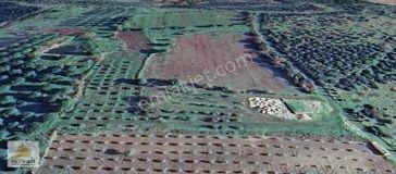 Zeytindağ'da 5250 M2 Satılık Zeytinlik