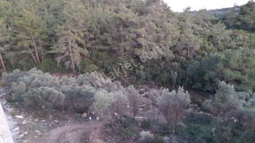 Sahibinden Acil Satılık Zeytinlik Tarla