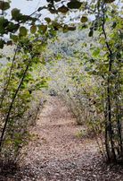 Kocaeli Kandıra Satılık Fındık Bahçesi