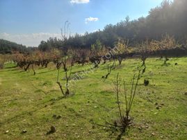 Uzun Emlak'tan Sancaklı Çeşmebaşında ( Sülüklügöl Civarı) Tarla)