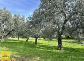 Yunuslarda Köyün Bitişiği 3.256m2 Zeytinlik